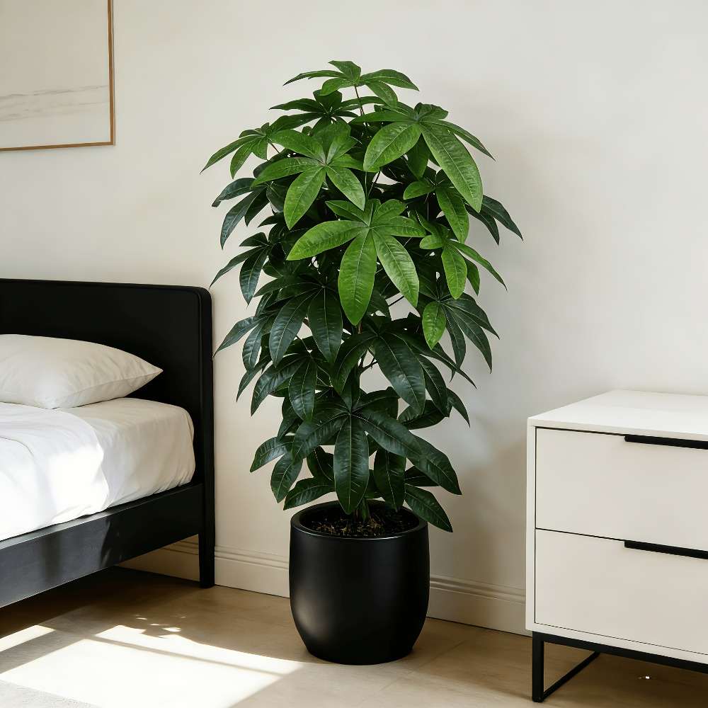 Dracaena Marginata - 과학적인 돈나무 특징을 지닌 인공 돈나무