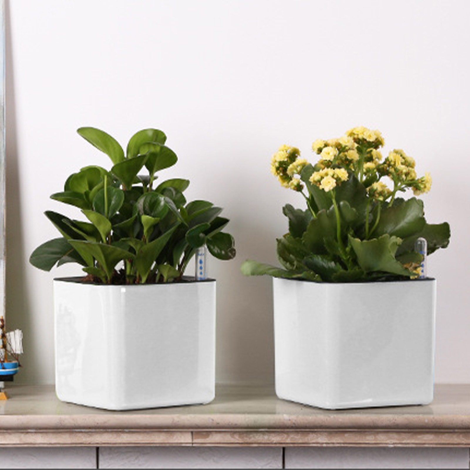 자동 급수 화분, 수위 표시기가 있는 흰색 자동 급수  - Aloe Vera Pot 리뷰 및 가격