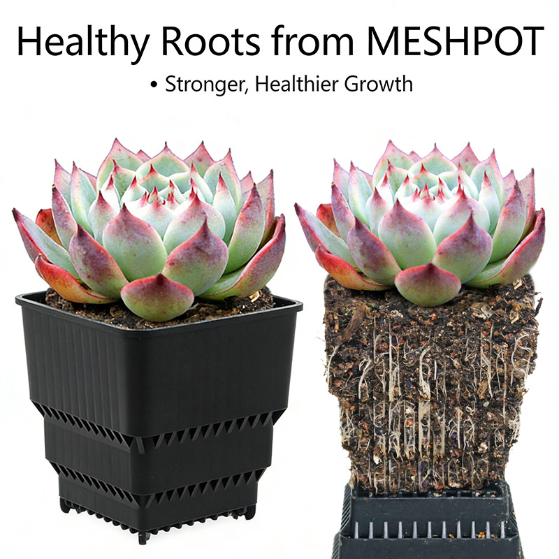MESHPOT 다육식물 및 선인장용 사각 화분 6개 세 - Echeveria Succulent 리뷰 및 가격